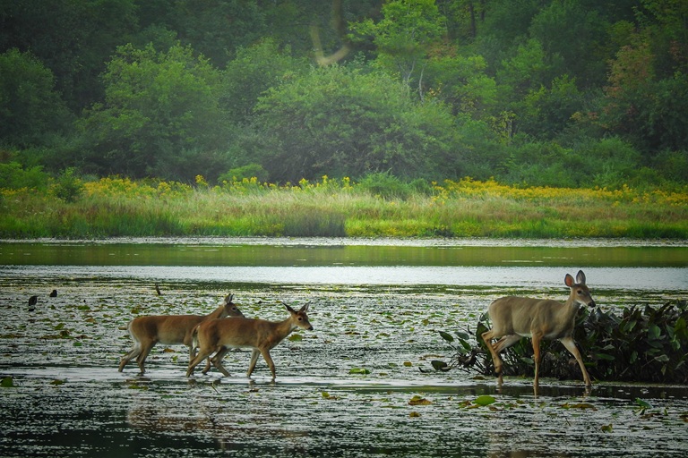 Aralam Wildlife Sanctuary