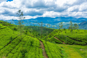 vagamon
