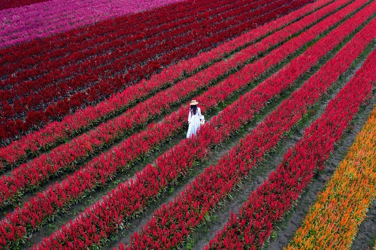 Netherlands tulip fields