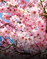 Scenic Shillong - Cherry Blossom Special
