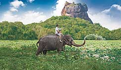 A man riding an elephant on a green filed in Sri Lanka