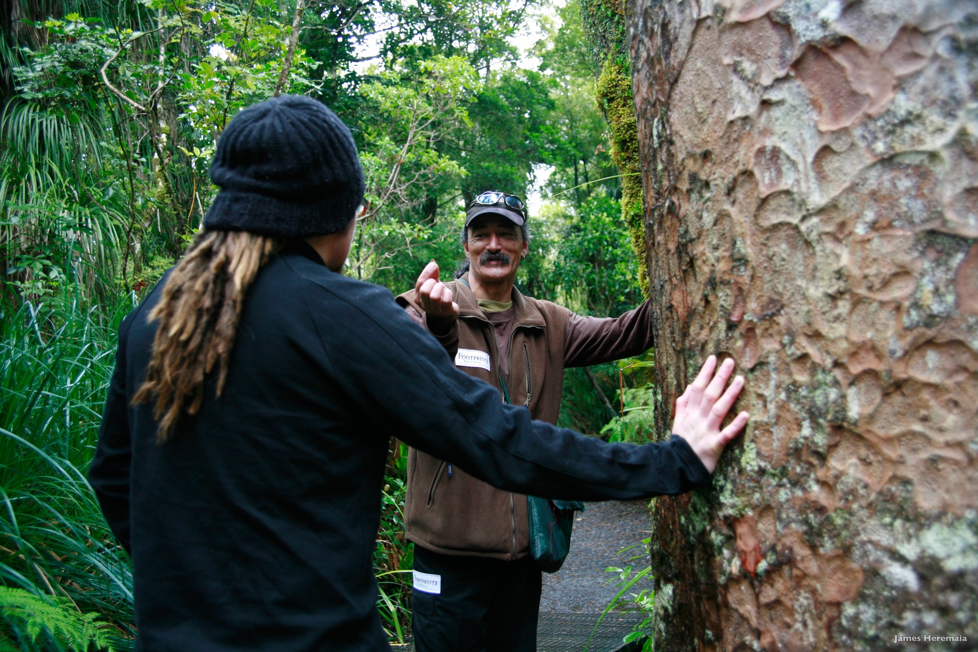 Waipoua Forest