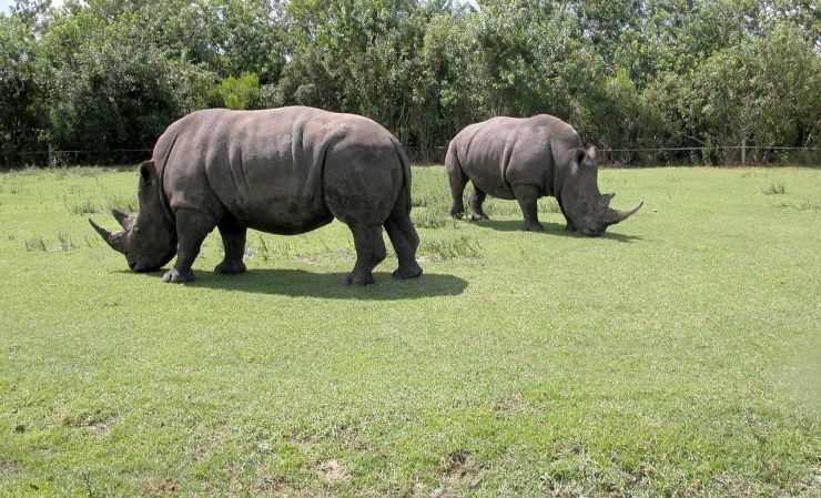 Assam Rhinos